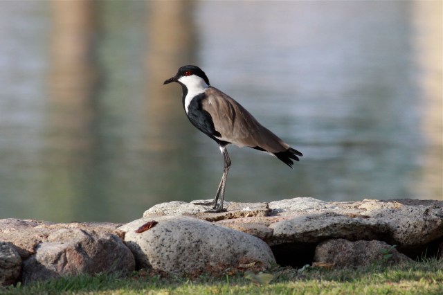 Spur-winged Plover