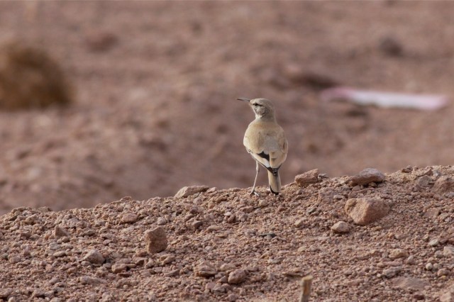 Hoopoe Lark