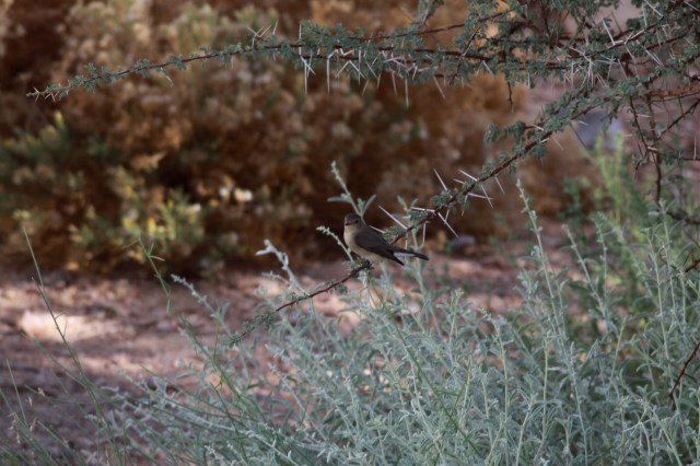 Red-breasted Flycatcher