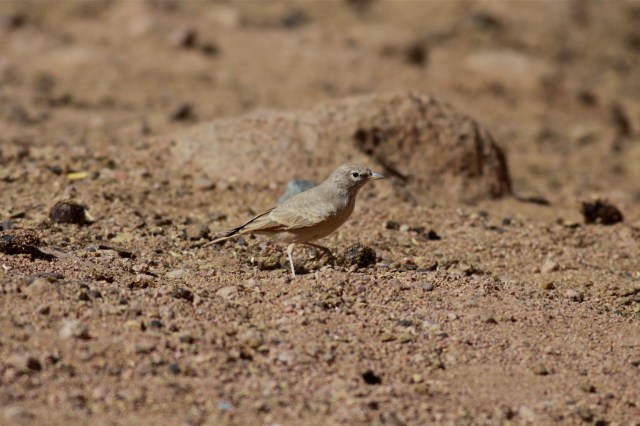 Desert Lark