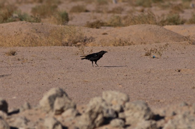 Brown-necked Raven