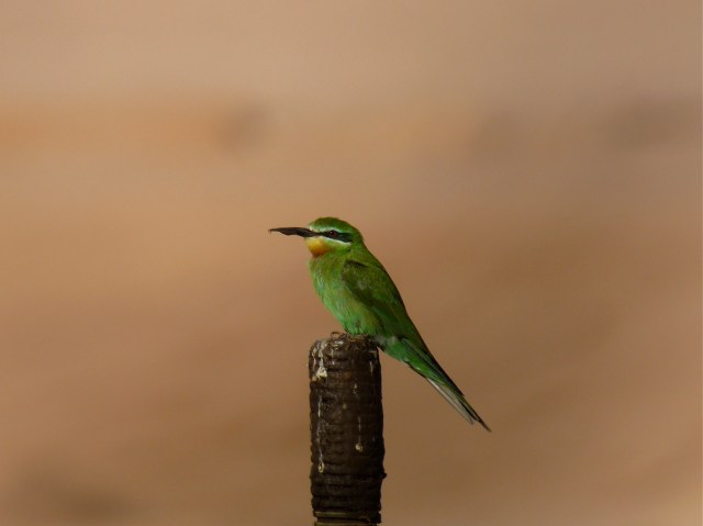 Blue-cheeked Bee-eater
