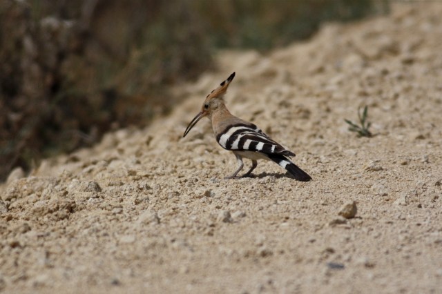 Hoopoe
