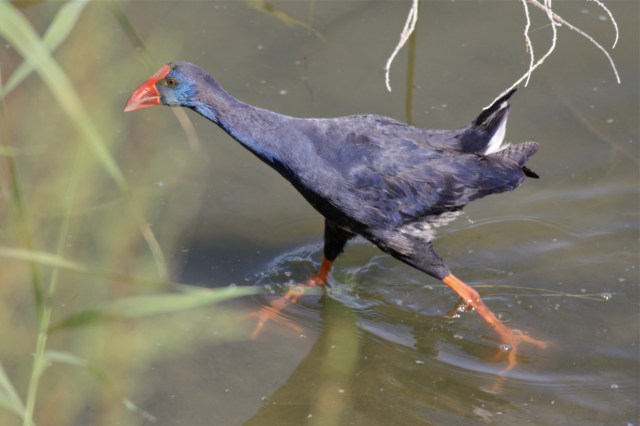 Purple Swamphen