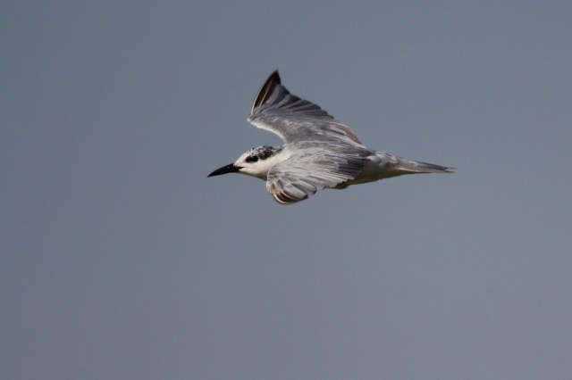 Whiskered Tern