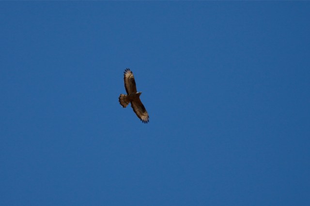 Honey Buzzard