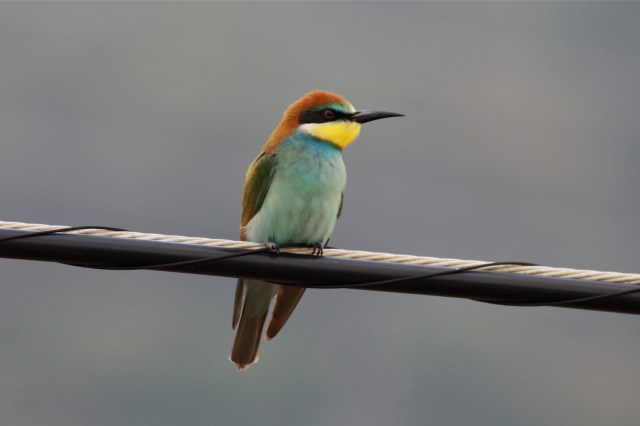 BeeEater