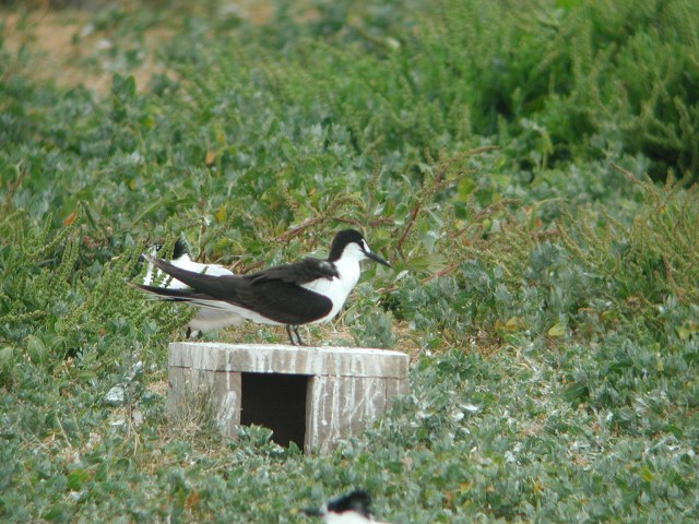 Sooty Tern 1