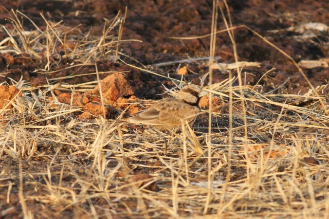 Ashy-crowned Sparrow Lark