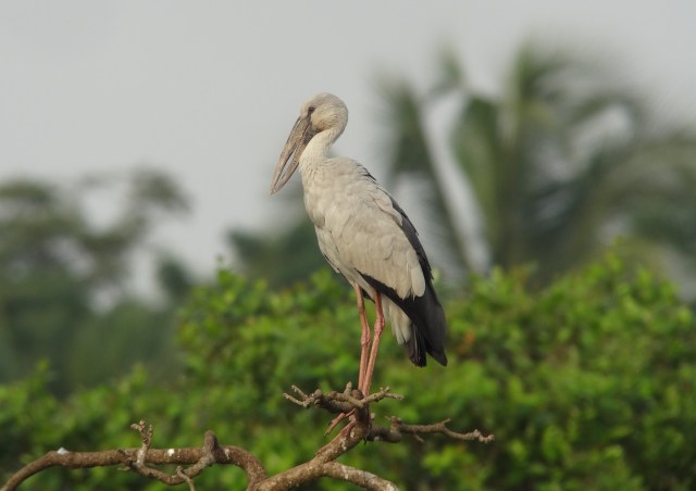 Asian Openbill 2