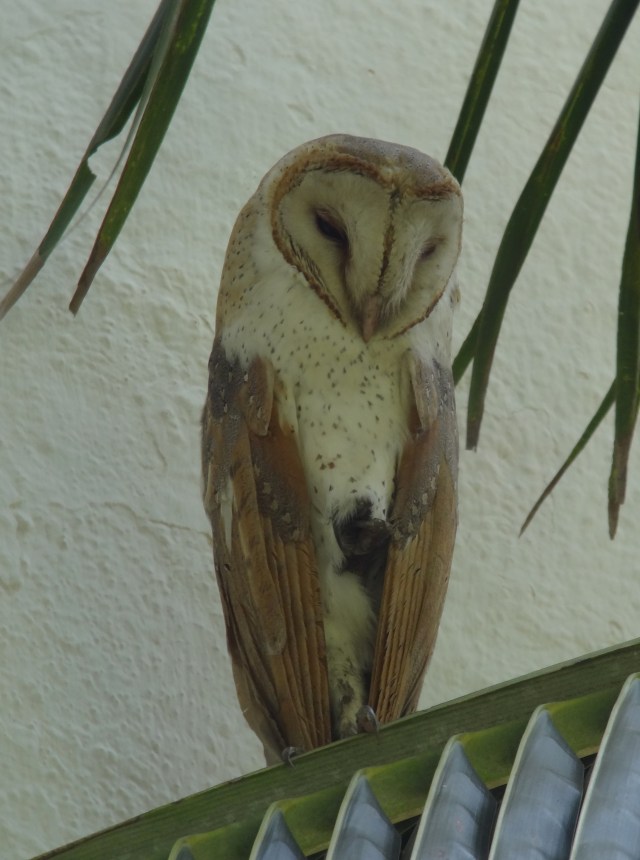 Barn Owl