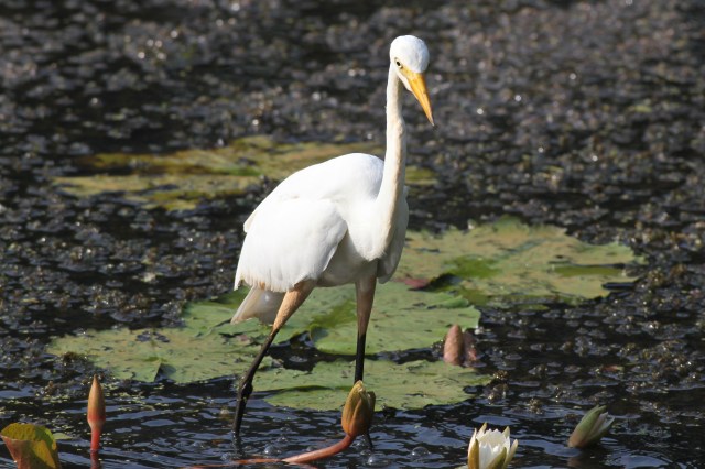 Intermediate Egret