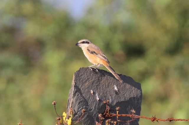 Long-tailed Shrike 2