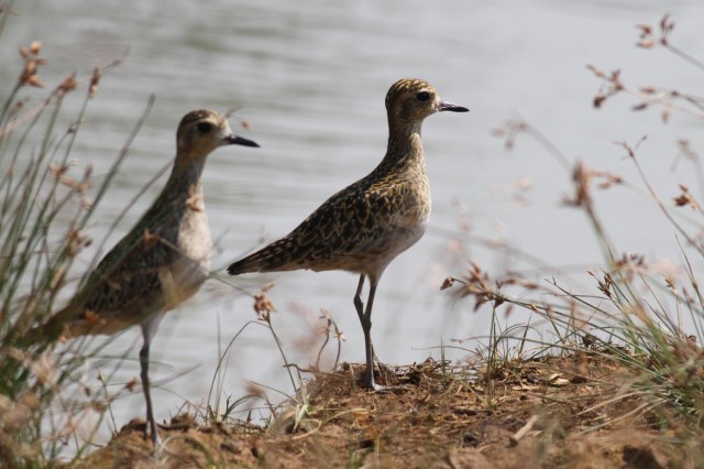 Pacific Golden Plover