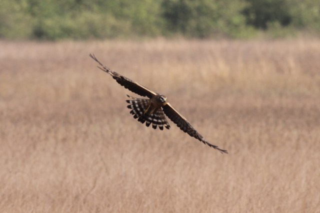 Pallid Harrier