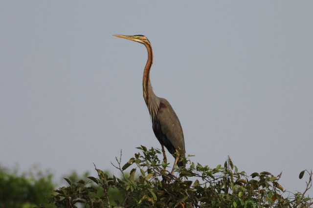 Purple Heron