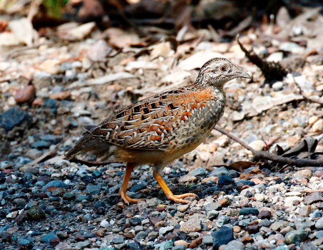 Painted Button-Quail, HEZ 11-01-2016(3)