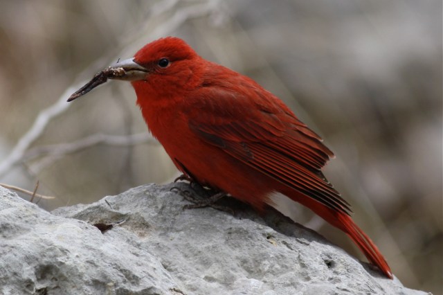 Summer Tanager