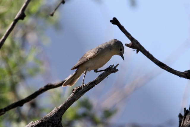 Lucy's Warbler